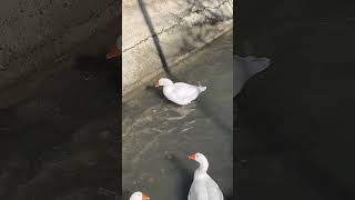 Kuularım🪿❤️#music #goose #kazlar #keşfet #keşfetteyiz #hayvanlar #animalshorts