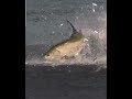 crazy 🤪 fish...
