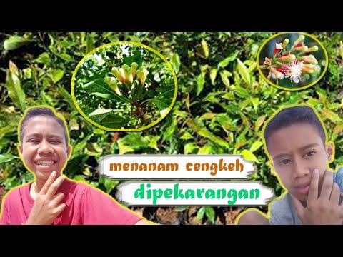 menanam cengkeh dipekarangan 
