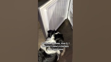 Mini Aussie’s Daily Wish: “Open the Fridge and Give Me Treats!”