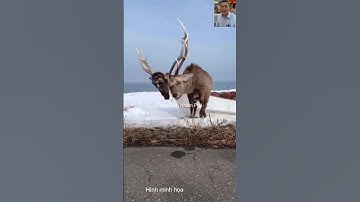 Tuần lộc 2 đầu và câu chuyện bất ngờ #thưgiãn #animals #dongvat #shortvideo #wildlife #short