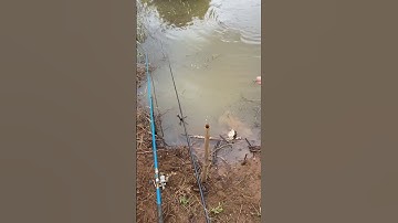 mùa mưa câu mồi giun cá tre tự nhiên