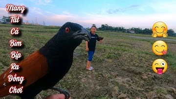 Bìm Bịp Con Nhát Quá - Mang Ra Đồng Chơi Lại Cứ Thích Bay Về / Quế Nghịch