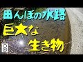 田んぼの水路を歩く巨大な生き物