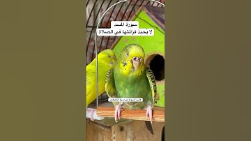 #سورة_المسد #قرآن #محمد_الفقيه #اليمن #ترند #طيور #البادجي #الحب #quran #birds #budgies #america