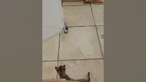 Watch the video about F3 savannah kitten and F4 savannah adult....