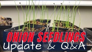 Onion Seedlings Update - Seed Starting Workshop - Live Q&A