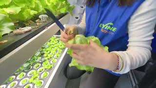 Indoor Hydroponic Vegetable Grower#lettuce #garden #hydroponics #indoorplanting #hydroponics