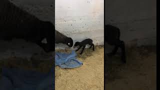 First Steps at Bowers School Farm 2018