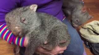 Two wombats in a pouch