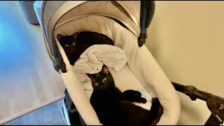 Cats surprise in baby carriage by Stories of my cats 4,194 views 1 year ago 58 seconds