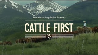 Cattle First Documentary
