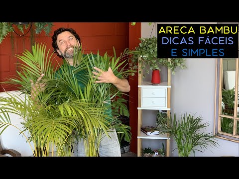 Areca Bambu Dicas Simples e Fáceis