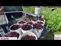 Elderberry Farming - A Look At Our Processes and Equipment Throughout The Year