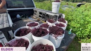 Elderberry Farming - A Look At Our Processes and Equipment Throughout The Year