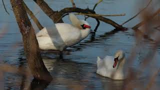 A March Morning By The Wakenitz River