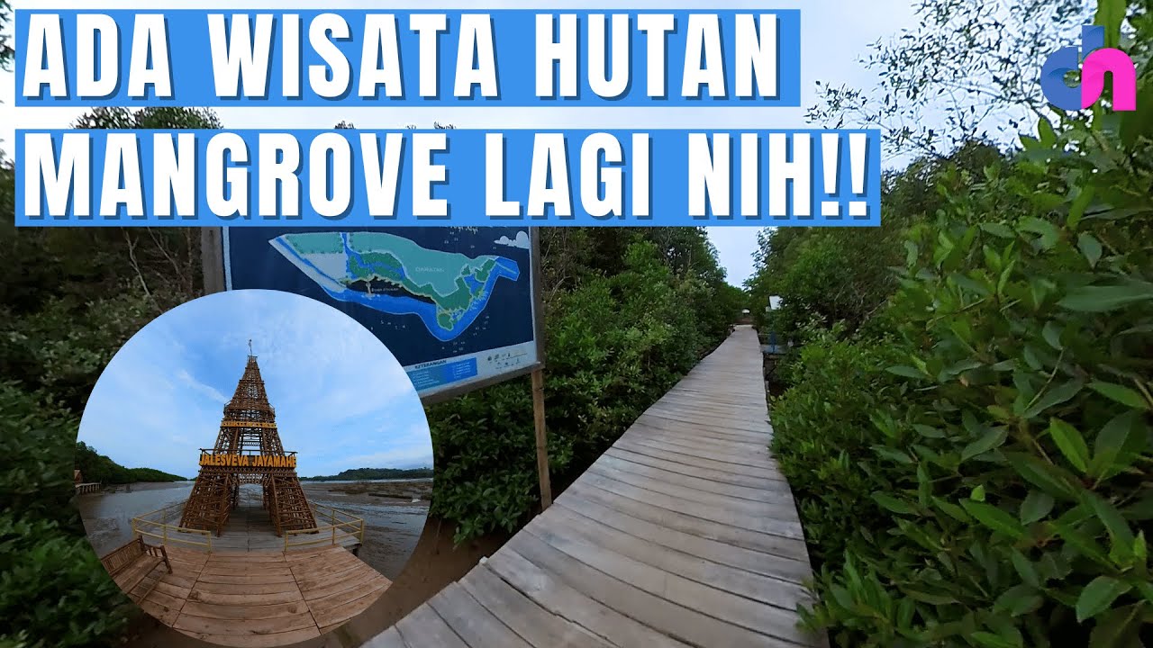 Menengok Keindahan Alam Hutan Mangrove Cuku Nyinyi Pesawaran | Diskursus Network