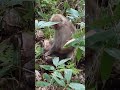 大正池のニホンザル
