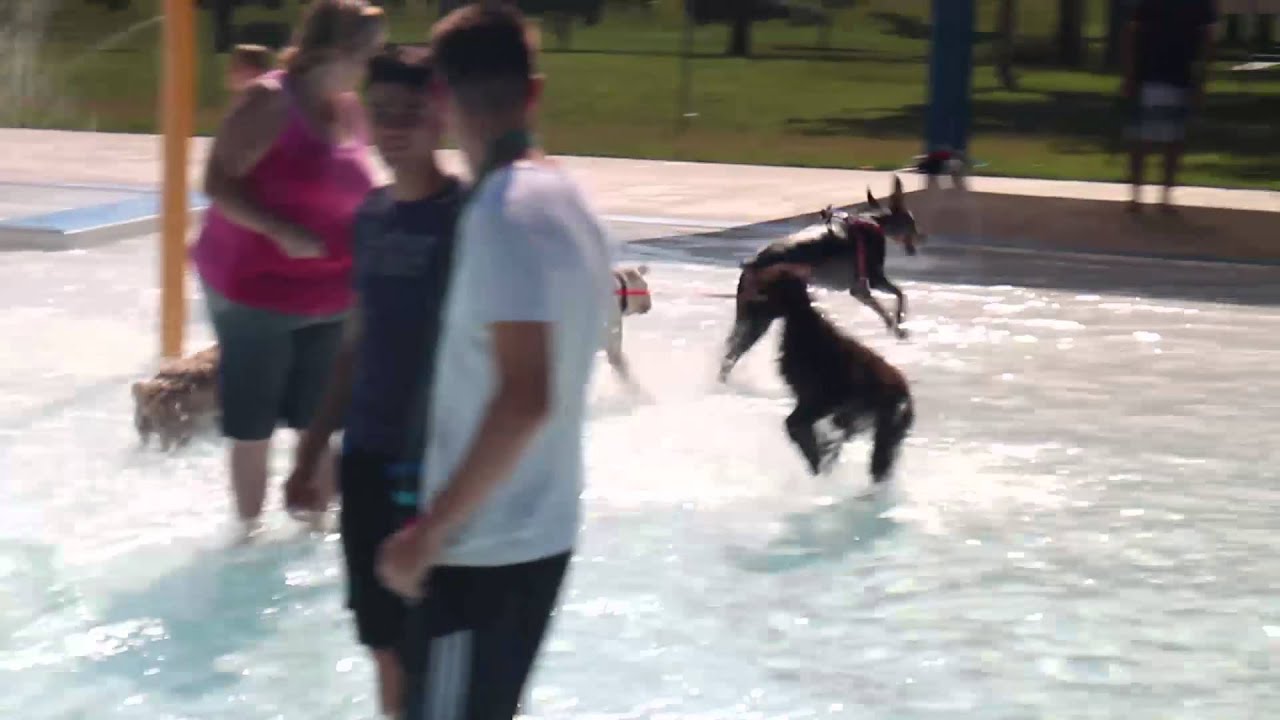Pooch Plunge, Ottawa KS Prairie Paws Animal Shelter YouTube