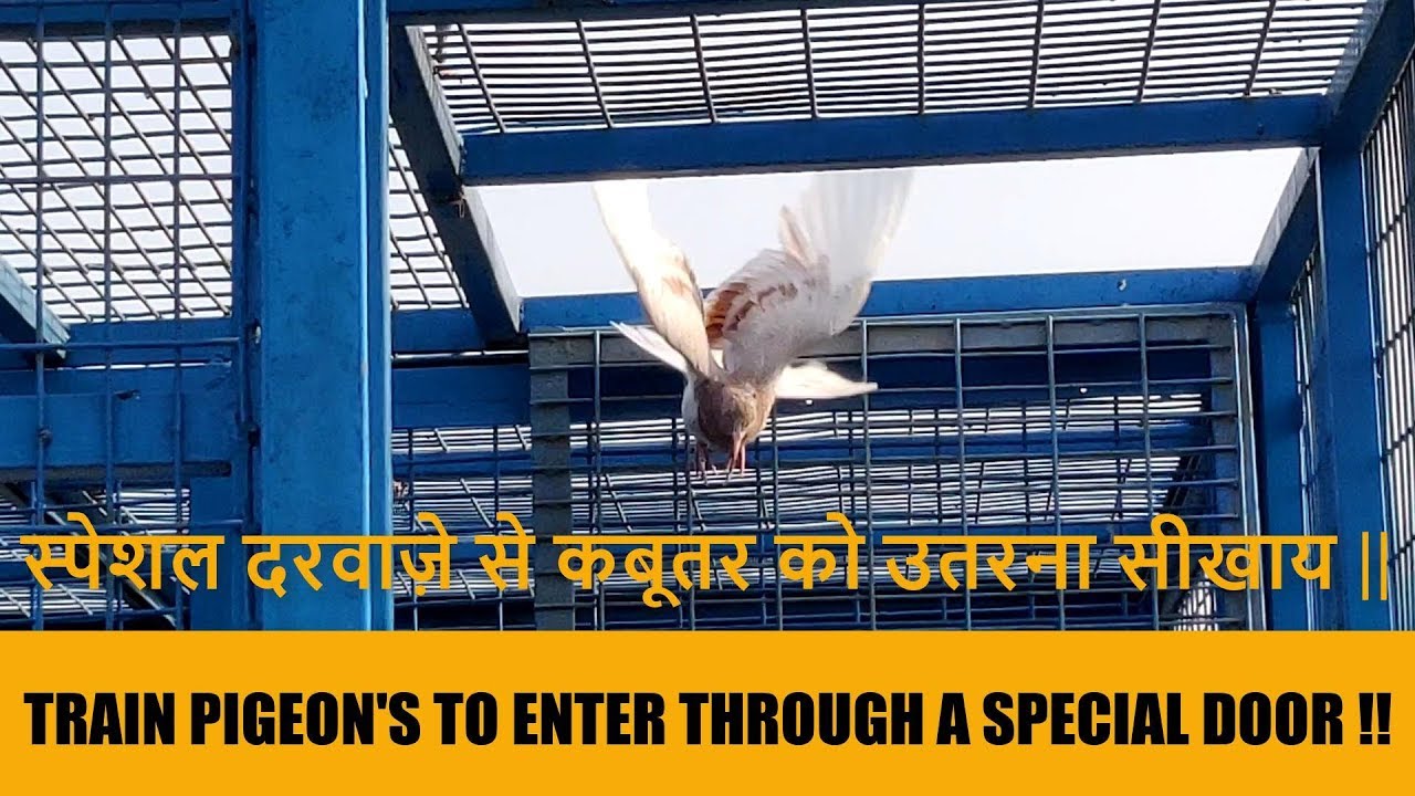 TRAIN PIGEON'S TO COME BACK THROUGH SPECIAL DOOR !! स्पेशल दरवाज़े से कबूतर को उतरना सीखाय ||