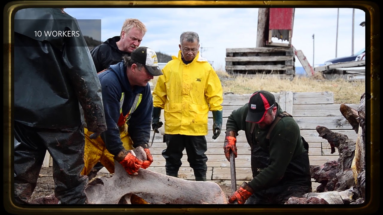 The Blue Whale Story