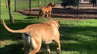 Big Boerboel’s Always get Attention #boerboel #shortvideo #trending