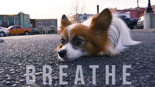 Just Breathe // Percy the Papillon Dog by Percy the Papillon 3,404 views 3 years ago 3 minutes, 22 seconds