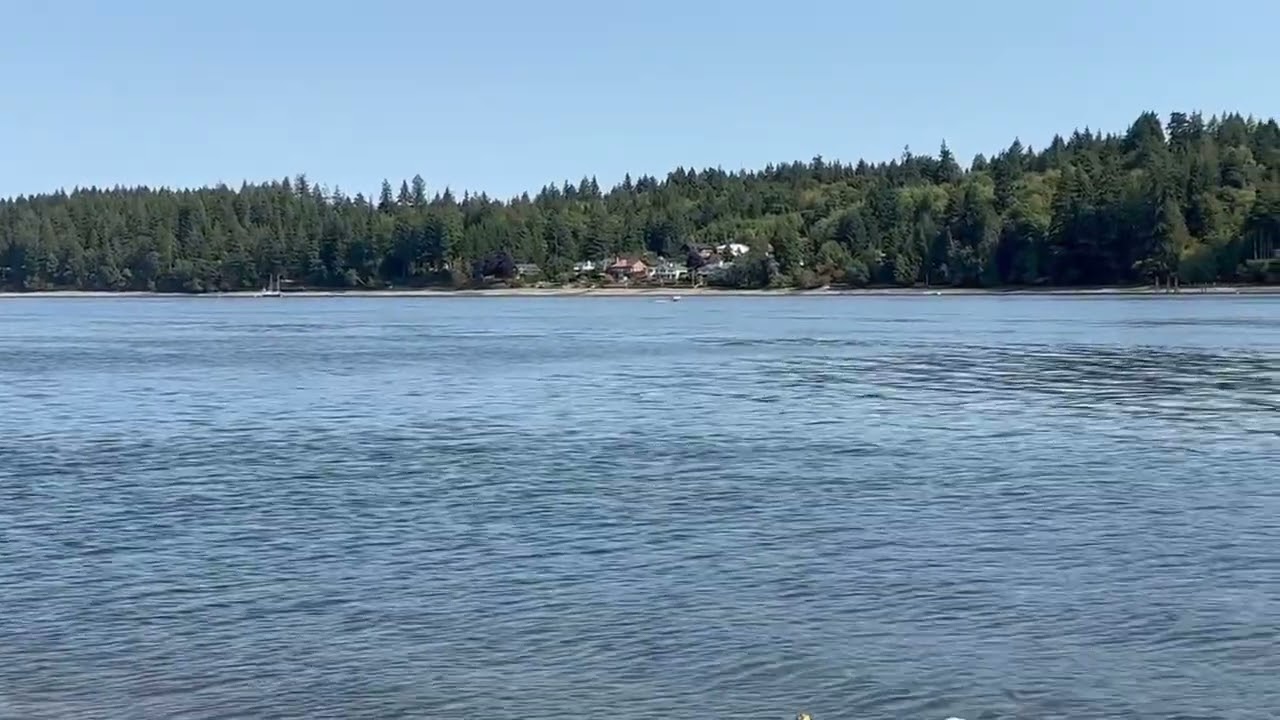 Orcas in Pickering Passage