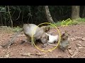 monkey grooming monkey, monkey find lice, monkey eating lice,life of cav...