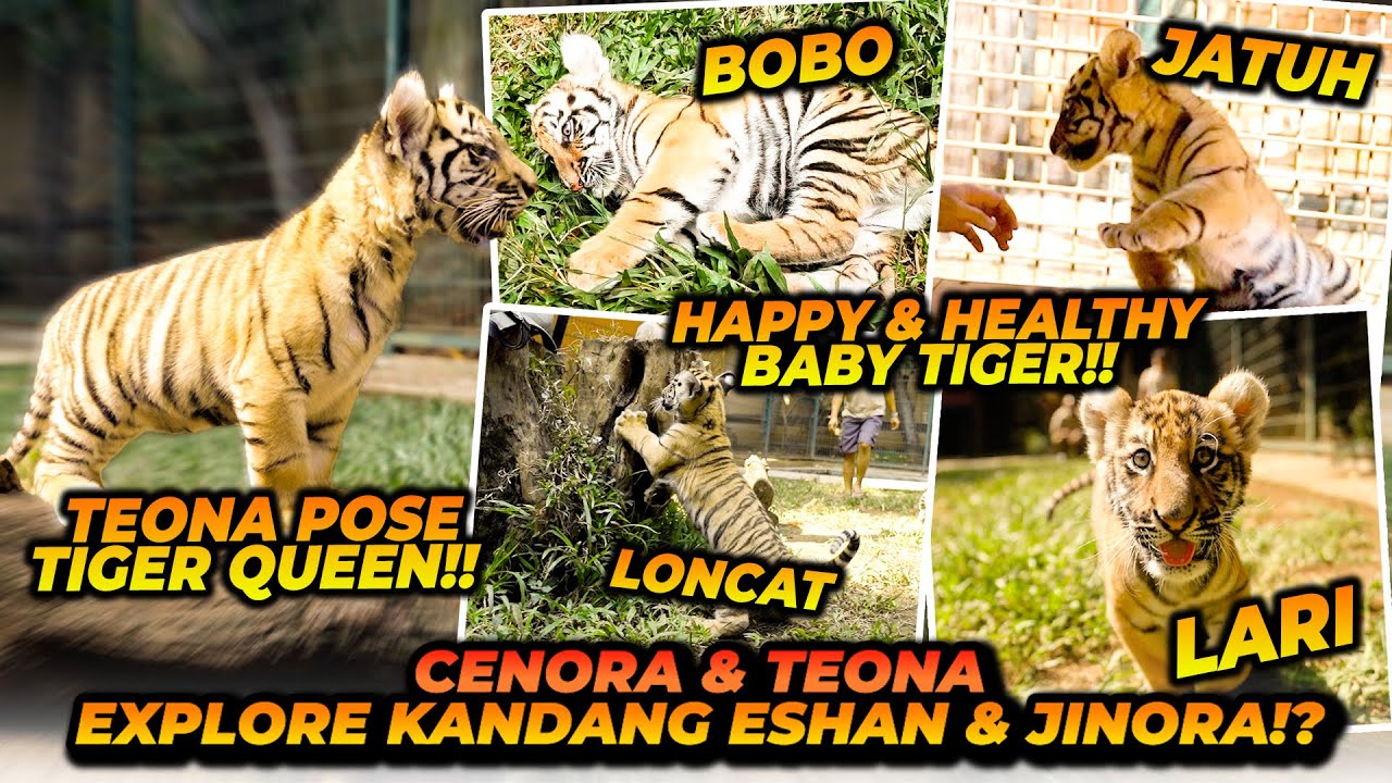 PERTAMA KALI CENORA TEONA BERPETUALANG KE KANDANGNYA ESHAN DAN JINORA ! KELAKUANNYA GEMESIN BANGET !