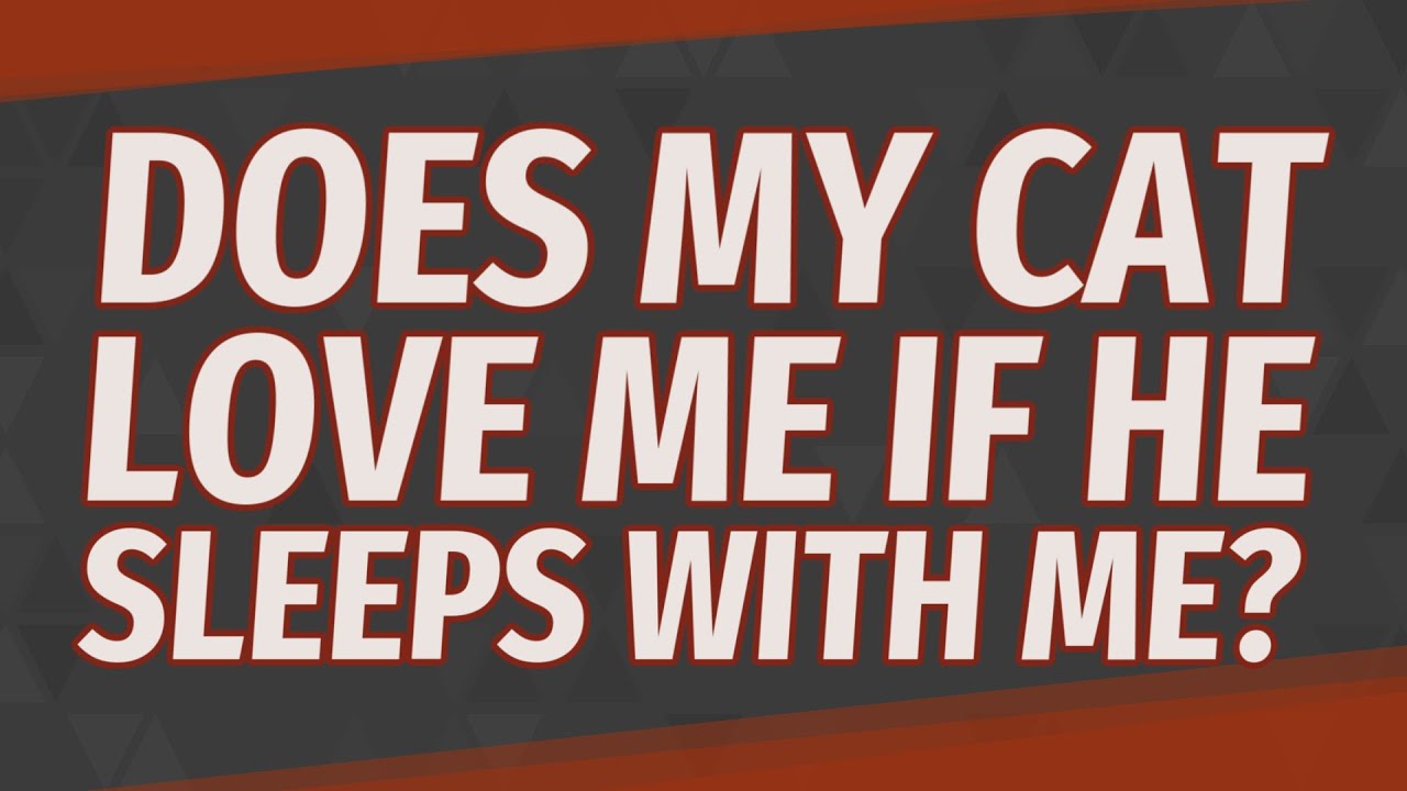 Does my cat love me if he sleeps with me? YouTube