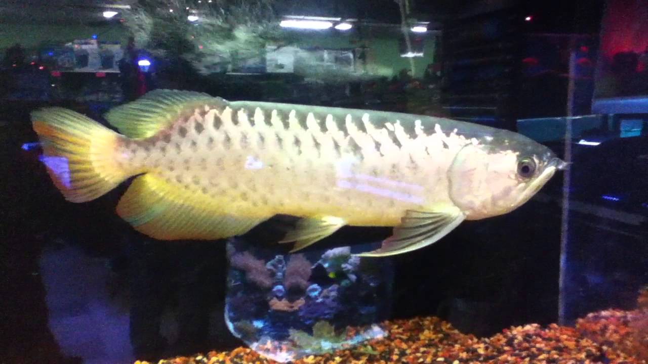  GIANT  AROWANA  AT MY LOCAL FISH  STORE YouTube