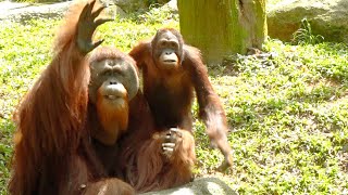Orangutans can't wait for a snack time / おやつの時間が待ちきれないオランウータン