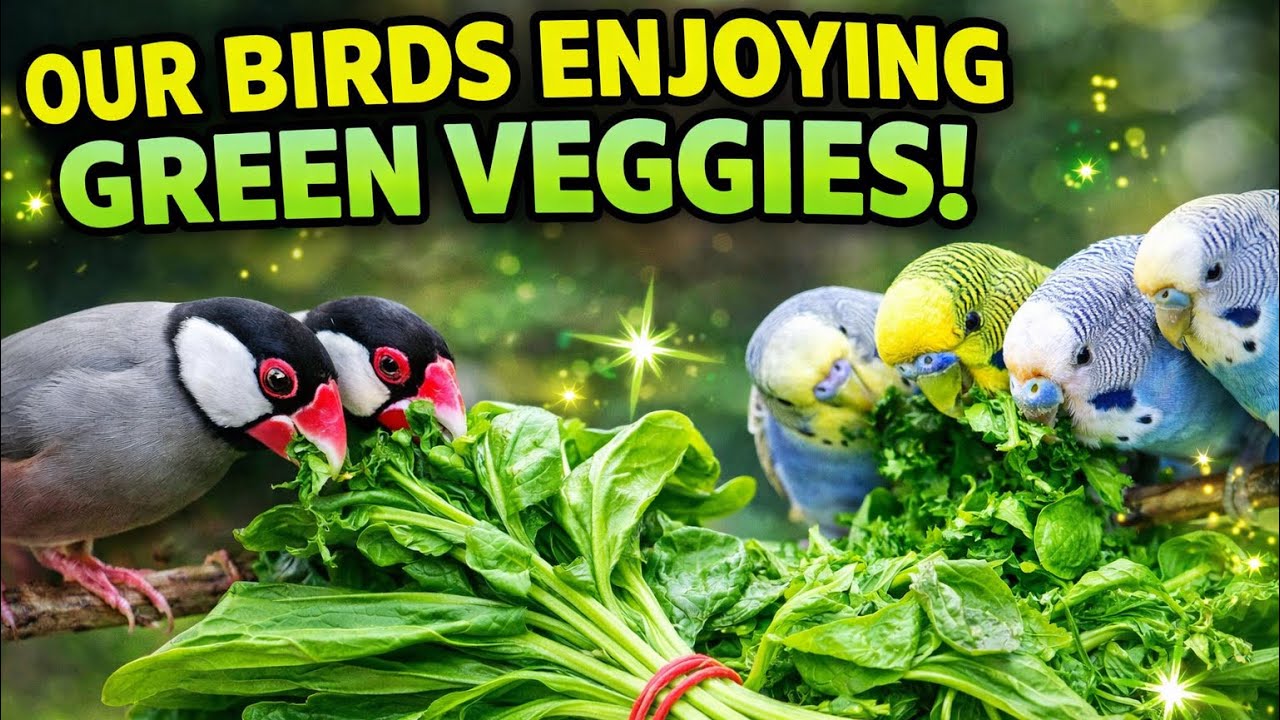 Hmne Diya apne parindo ko Hari sabji.. @simmi.simba_00 #youtube #video #vlog #minizoo #birds #blog 