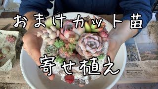 多肉カット苗で寄せ植え作り