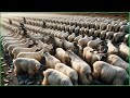 Millions goat harvesting for fur  cashmere goat wool processing in factory  goat hair harvest