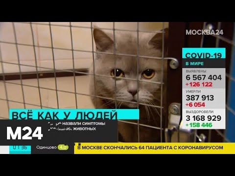 Россельхознадзор назвал симптомы коронавируса у домашних животных Москва 24