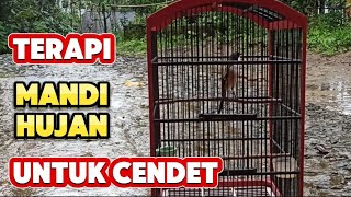 Terapi Mandi Hujan untuk Cendet || Manfaat Air Hujan untuk Burung