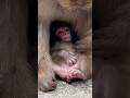 ママの胸の中でゆったりくつろぐニホンザルの赤ちゃん　　#ニホンザルの赤ちゃん #淡路島モンキーセンター #cute #monkey