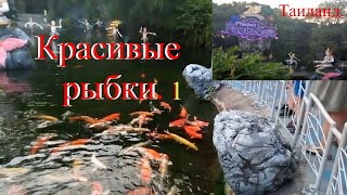 Красивые рыбки. 1. Развлечение. Пхукет. Таиланд