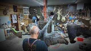 Sandhill Crane Taxidermy