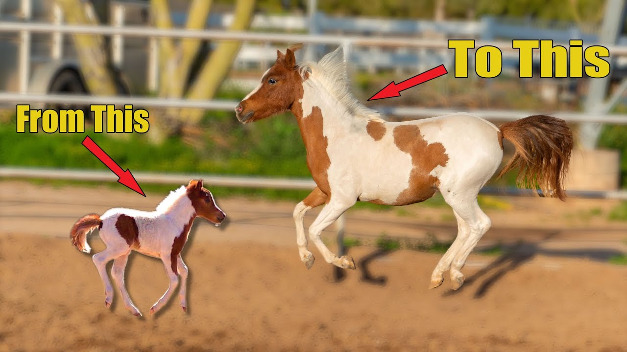 Lucy the Cute Mini Horse - Update at 1 Year Old - YouTube