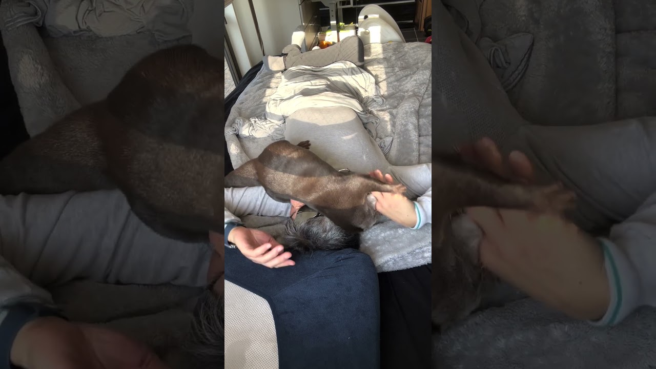 Little Otter Plays on Pet Parent's Chest!