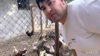 Heyetimden Maraqli Goruntuler Abone Olunki Daha Cox Olsun Toyuqlarim Ordeklerim Hinduskalarima Baxin