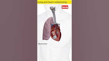 lung 🫁 and heart 💓 relationship animation video #shorts