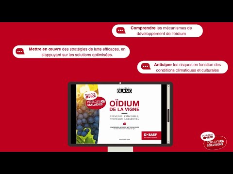 Oïdium : anticiper pour protéger la vigne