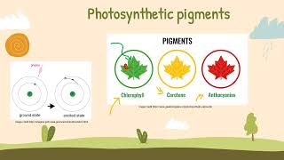 IB Biology Topic C1.3 Photosynthesis