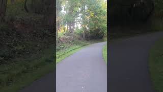 black cat runs up to me on rail trail