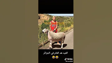 أغنية كبش العيد 