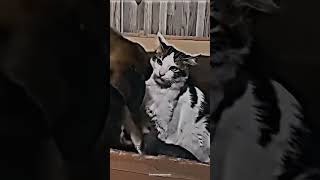 ONE WRONG MOVE, DONT FIGHT BACK🥶  #cat #cool #amazing #viral #strong #shortvideo